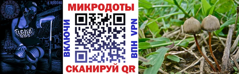 Псилоцибиновые грибы Psilocybe  Купить  Таганрог 